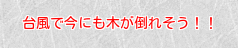 台風で今にも木が倒れそう…